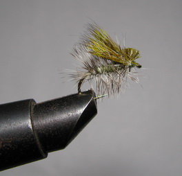 ���� X Caddis  Olive  Kumho � 12 
